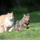 走る二匹のネコ