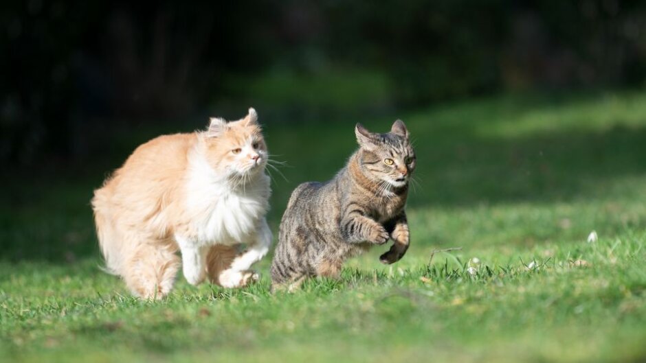走る二匹のネコ